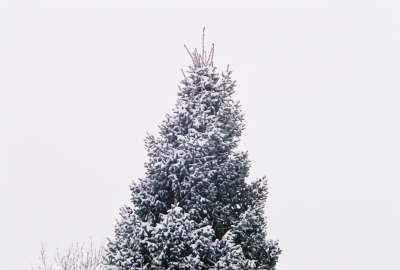 Snow Tree 1