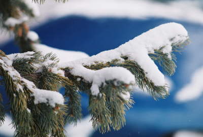 Branch 1