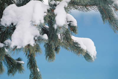 Branch 2