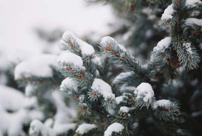 Snow Tree 2