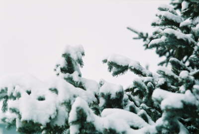 Snow Tree 3