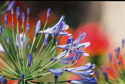 Hilton Flower - 2