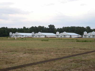 The Farm