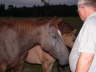 Horses 2