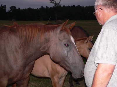 Horses 2