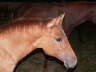 Colt