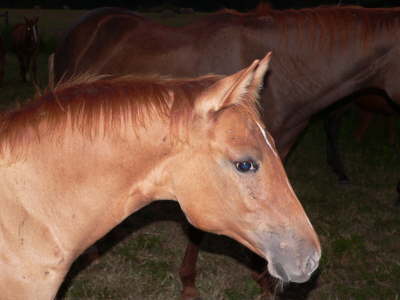 Colt