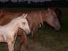 Colt and Mom 2