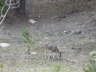 Black Hills Deer 1