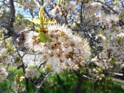 Spring Blossoms