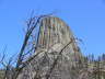 Tower and Dead Tree