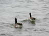 Geese