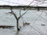 Goose on Water 1