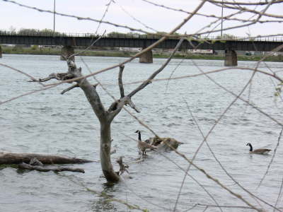 Goose on Water 1