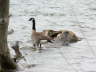 Goose on Water 2