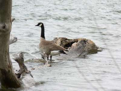 Goose on Water 2