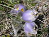 Spring Weeds