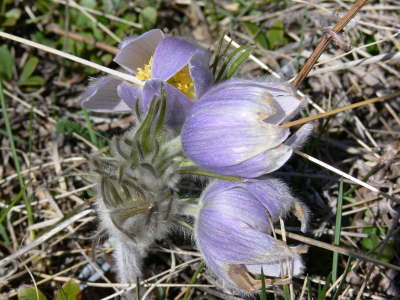 Spring Weeds