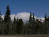 Forest and Peak