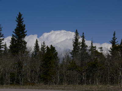 Forest and Peak