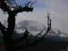 Storm and Tree