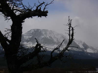 Storm and Tree
