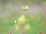 Spring Growth 1