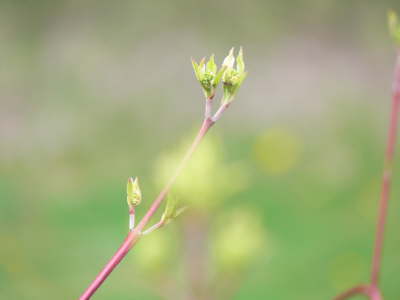 Spring Growth 1