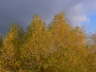 Spring Growth 2