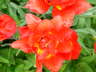 Blooms 1