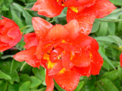Blooms 1