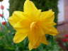 Blooms 2