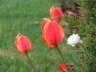 Blooms 4