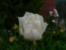 Blooms 3