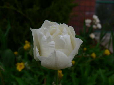 Blooms 3