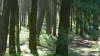 Forest for the Trees
