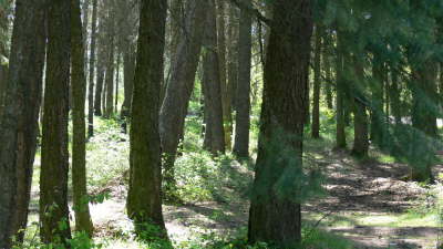 Forest for the Trees
