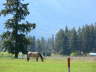 A Horse Outstanding in His Field