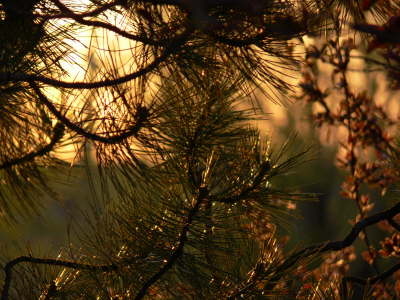 Bozeman Sunset 7