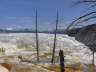 Mammoth Hot Springs 17