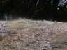 Mammoth Hot Springs 19
