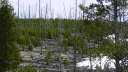 Forest Fire 1