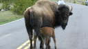 Buffalo 1