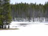 Forest Fire 3