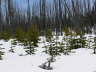 Forest Fire 4