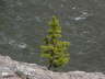 Tree in Rock