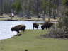 Buffalo 5
