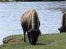 Buffalo 5