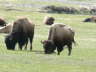 Buffalo 4