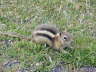 Chipmunk